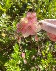 Peach Blossom Hair Clip