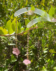 Blush Bloom Crystal Drop Earrings