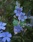 Blue Plumbago Hair Claws