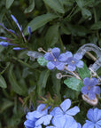 Blue Plumbago Hair Claws
