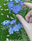 Blue Plumbago Hair Claws