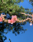 Peach Blossom Convertible Headband